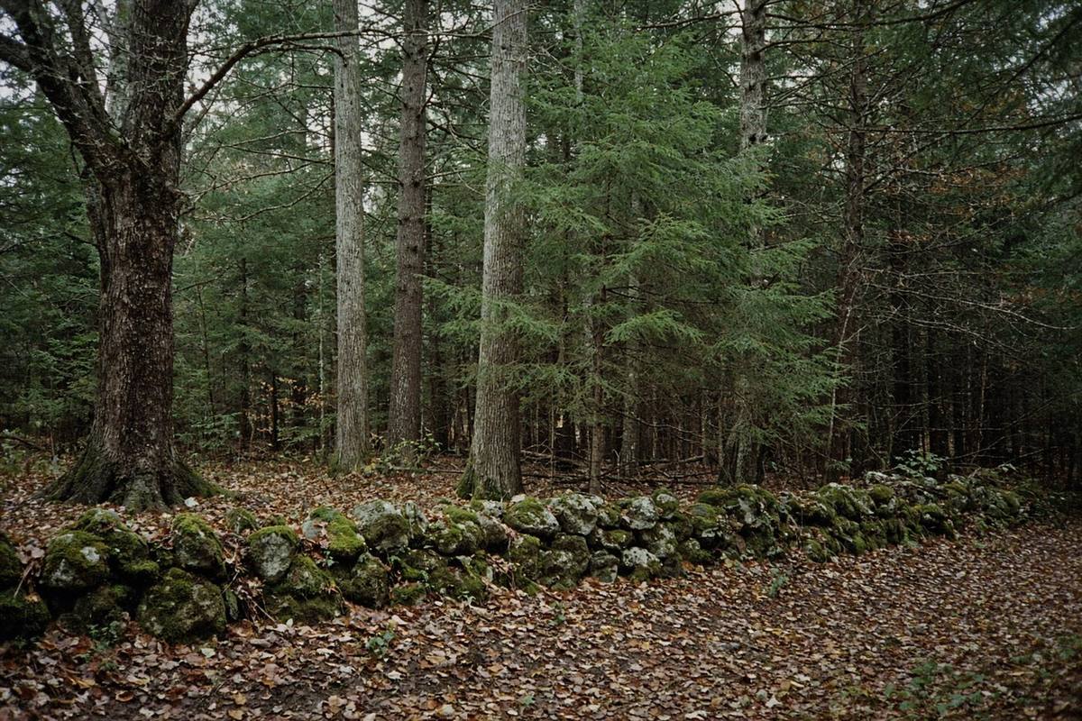 Stone wall along a wooded lot